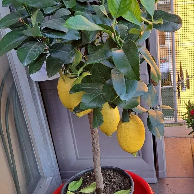 Limoni sul terrazzo