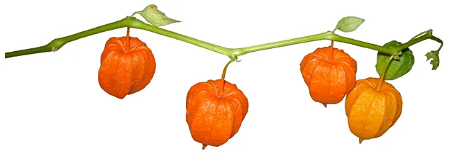 Le bacche di alkekengi sono racchiuse entro una lanterna arancione: è il calice del suo fiore – foto Pixabay