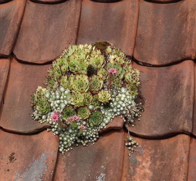 I Sempervivum sono perfetti per creare tetti verdi: si accontentano di substrati poveri e non chiedono nulla! – foto Pixabay