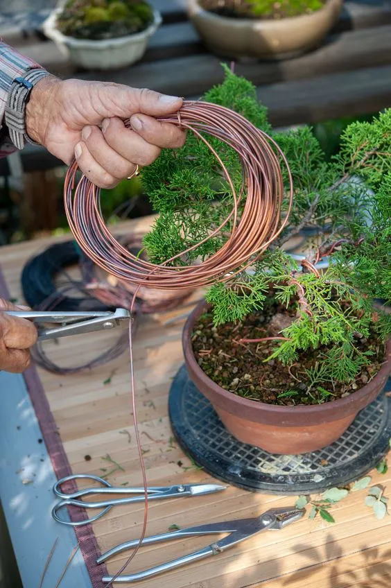 Per creare un bonsai è necessario "modellarlo" pazientemente con del filo di rame - foto Leroy Merlin