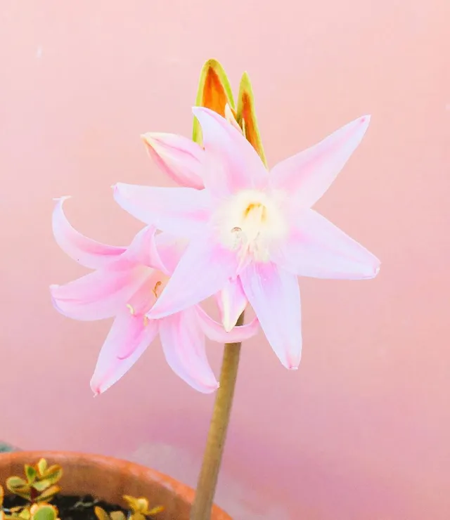 L’Amaryllis Belladonna ha vita breve: ammira la sua bellissima fioritura! – foto dell’autrice 