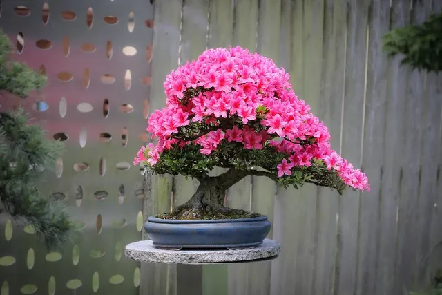 Cura il tuo bonsai correttamente e avrai grandi soddisfazioni, come una azalea bonsai fiorita! - foto Pixabay