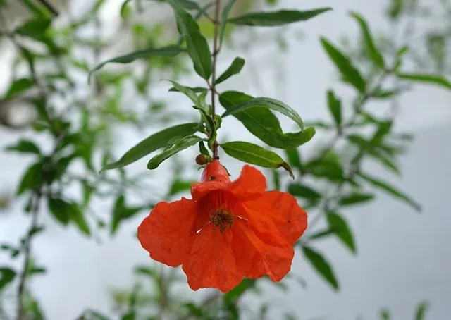 A primavera, la tua pianta di melograno potata correttamente, inizierà a fiorire – foto Pixabay