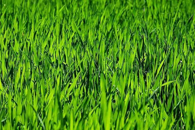 Fitto, morbido e omogeneo... il prato all'inglese appare come un tappeto verde - foto Pixabay
