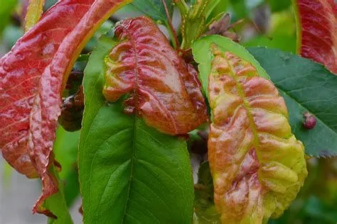 Le foglie malate hanno un aspetto inequivocabile - foto da setasextremadura.blogspot.com