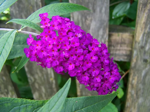 I grossi fiori della Buddleja ravviveranno il tuo giardino! - foto Pixabay