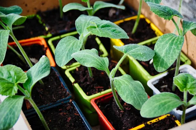 Puoi seminare le zucchine in vasetti per poi trasferire le piantine in orto - foto Pixabay