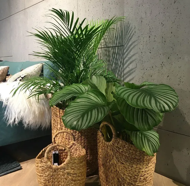 Le piante in casa sono fonte di benessere: crea la tua piccola giungla domestica! - foto Pixabay