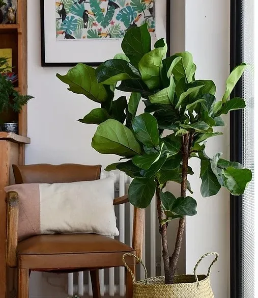 Ficus lyrata ha una chioma robusta e disordinata - foto happyhouseplants