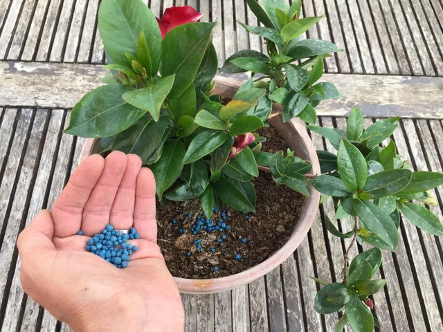 Concima le tue piante in vaso se vuoi che crescano sane e fioriscano abbondantemente tutta l'estate - foto dell'autrice