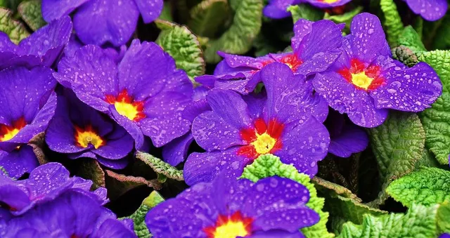 Viola Very Peri è il colore di alcune primule e tanti altri fiori: sceglili nel reparto giardinaggio! – foto Pixabay