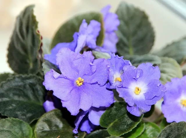 La violetta africana, o Saintpaulia, ha fiori di tanti colori tra cui diverse tonalità di viola – foto Pixabay