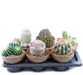 Mix cactus 20 cm