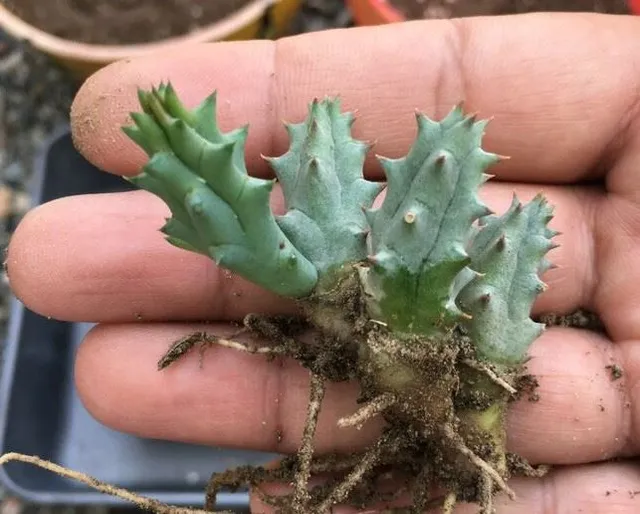 Ottieni la tua pianta di Stapelia distaccando piccoli cespi da una pianta adulta - foto Leroy Merlin