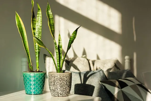 La Sansevieria si accontenta di poca luce! – foto Leroy Merlin