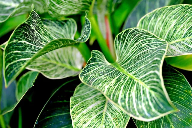 Philodendron birkin ha le foglie tipicamente zebrate - foto Pixabay