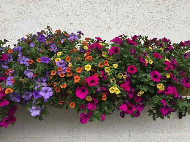 La bellezza e i colori delle Petunie e dei loro ibridi lasciano sempre a bocca aperta! - foto dell'autrice