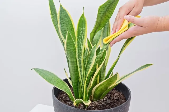 Mantieni sempre belle lucide le foglie della tua Sansevieria, spolverale regolarmente – foto Leroy Merlin