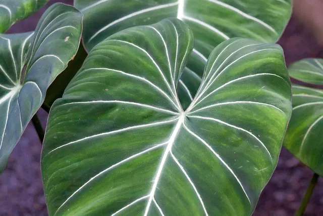 Non farti mancare Philodendron gloriosum, il filodendro vellutato - foto Pixabay