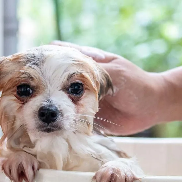 Olio di Neem per proteggere gli animali in maniera naturale - Canva