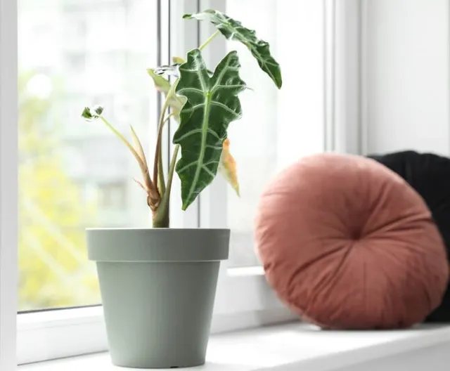 Alocasia sanderiana spicca per il suo carattere forte - foto Leroy Merlin