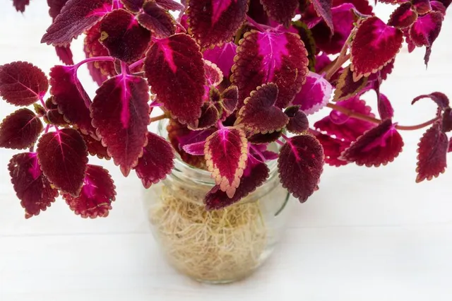 Puoi far radicare talee di Coleus anche in acqua per ottenere piante nuove -  foto Leroy Merlin