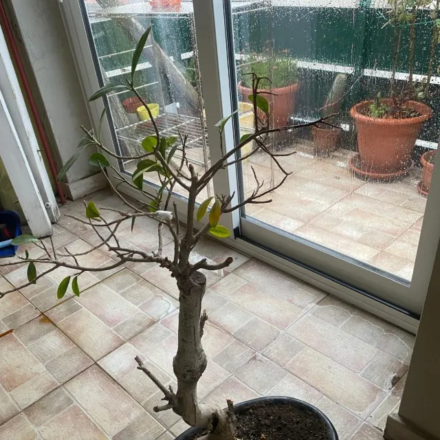 Buongiorno, volevo porvi una domanda su un bonsai che ho