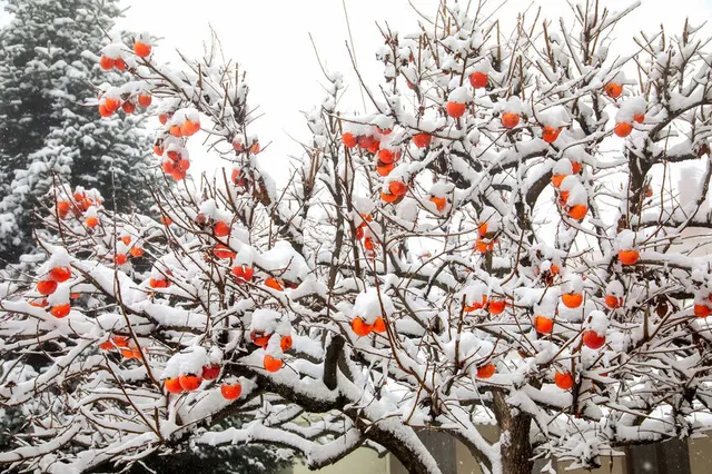 I kaki maturano sulla pianta in pieno inverno, anche sotto la neve! – foto Leroy Merlin