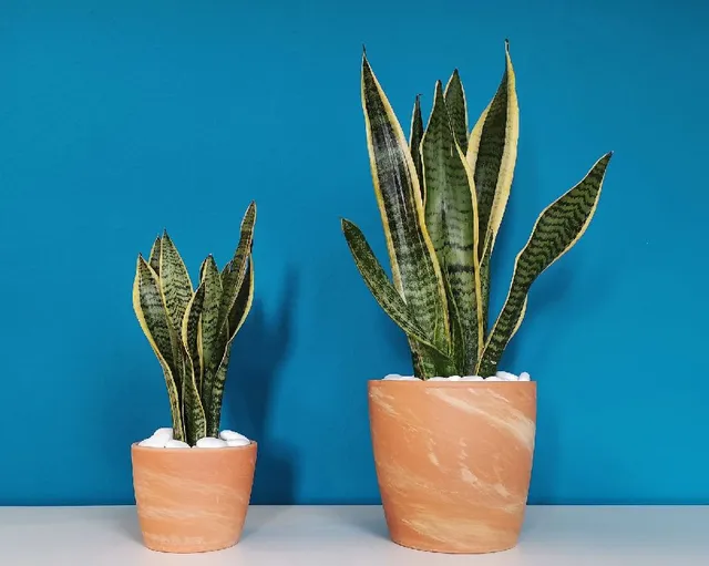 Sansevieria trifasciata ha foglie carnose simili alle lame di una spada; scoprila nelle diverse varietà – foto Pixabay