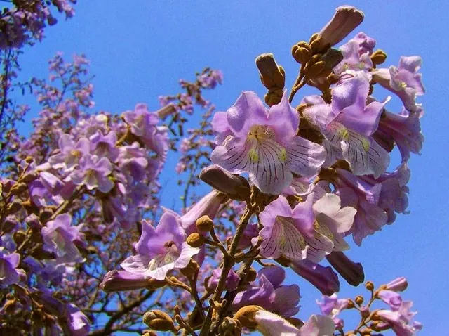 Paulownia