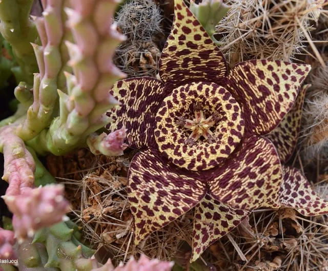 Il genere Stapelia comprende anche la specie variegata - foto Pixabay