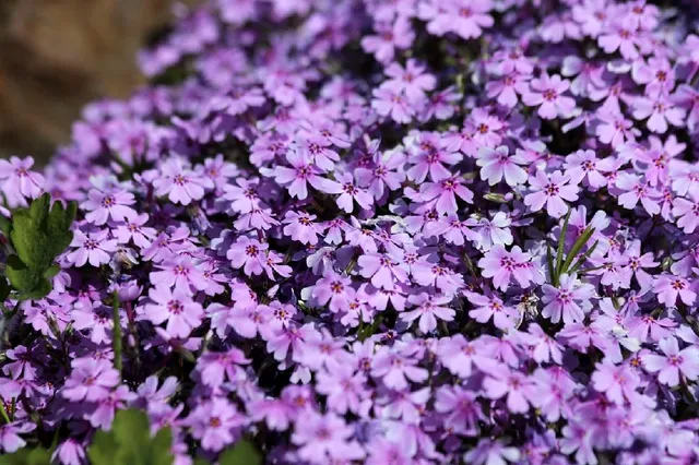 Phlox subulata crea un ampio cuscino rosa - foto Pixabay