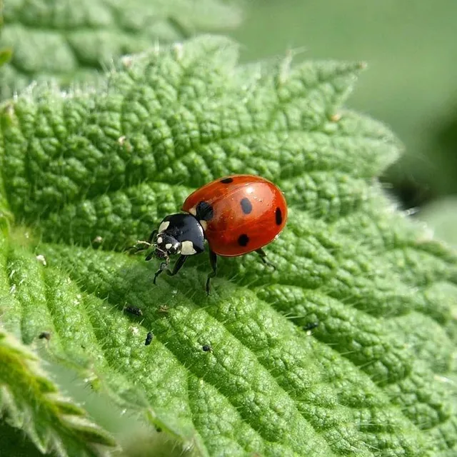 Coccinelle contro i parassiti delle piante