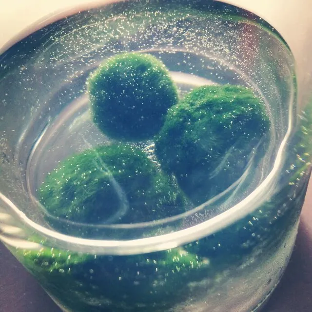 Cambia l'acqua regolarmente al tuo Marimo - foto Leroy Merlin