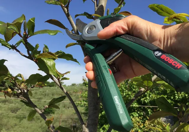 Utilizza forbici da potare a batteria per rendere la potatura meno faticosa – foto dell’autrice