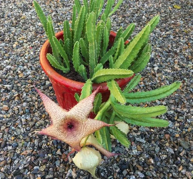 Leggi come coltivare e veder fiorire la tua Stapelia gigantea - foto Leroy Merlin