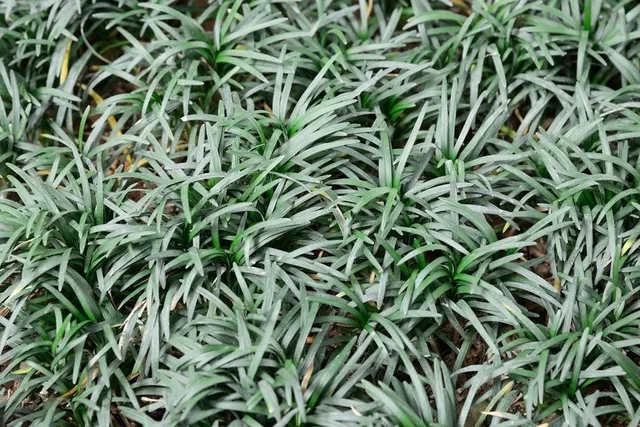 Ophiopogon japonicus, diffusi ciuffi verdi a tappezzare il giardino - foto Leroy Merlin