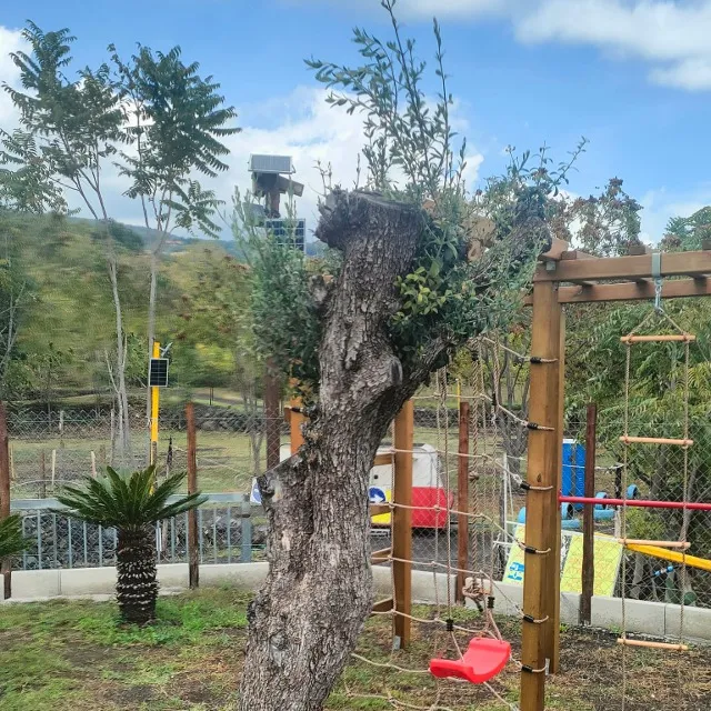 Buongiorno! Ho trapiantato questo albero di ulivo secolare