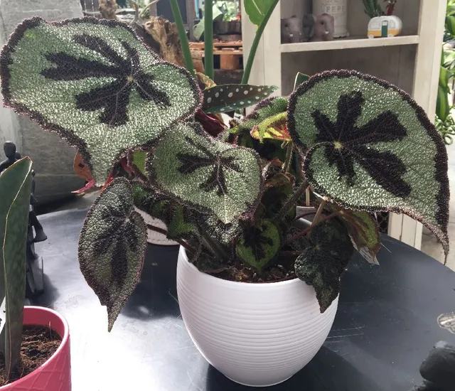 Un elegante portavaso bianco esalterà la bellezza della tua Begonia masoniana – foto dell’autrice