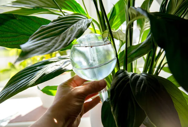 Fornisci acqua con regolarità alla tua pianta, trovando il giusto equilibrio – foto Leroy Merlin