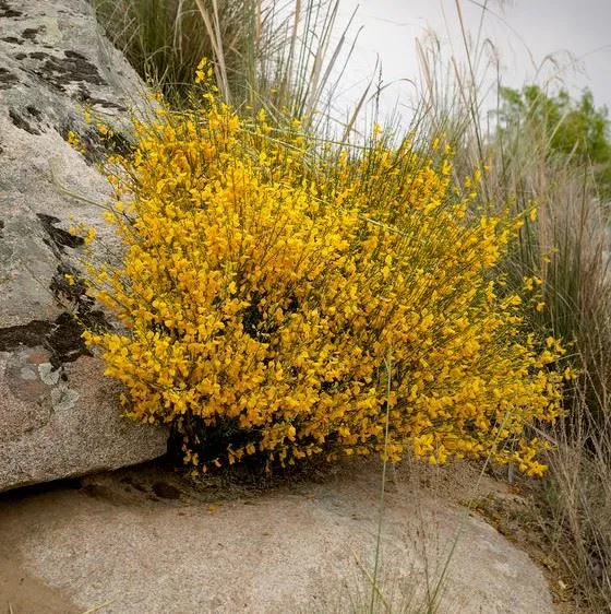 La ginestra dona un tocco di vivacità al giardino roccioso - foto Leroy Merlin