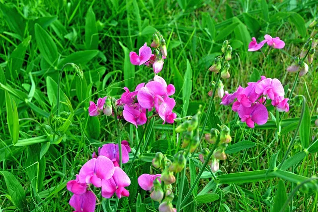 Su terreno concimato, Lathyrus odoratus fiorirà più generosamente - foto Pixabay