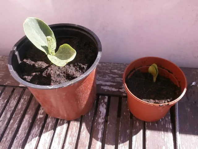 Trasferisci le plantule in vasetti singoli - foto dell'autrice