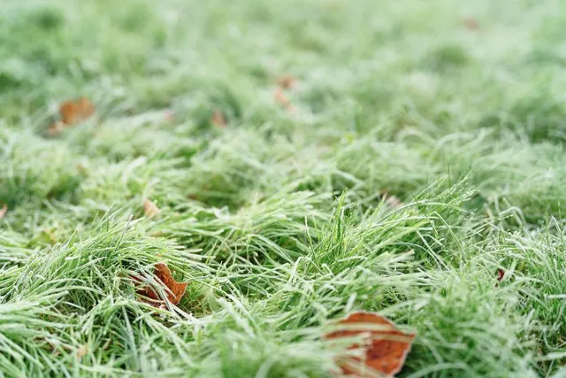 Pulisci il prato dalle foglie secche per mantenerlo bello e sano - foto Leroy Merlin