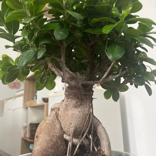 Con quali attrezzi effettuare la potatura di un bonsai? é