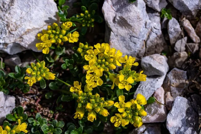 Alyssum montanum spicca tra i sassi con i suoi fiorellini gialli - foto Leroy Merlin