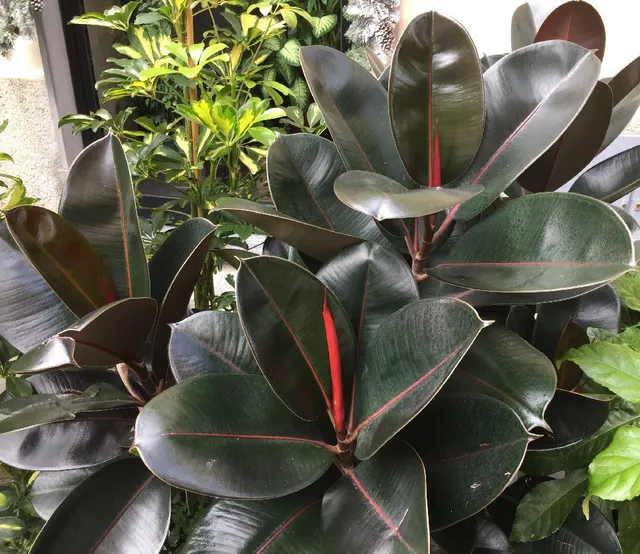 Le tonalità rosse di Ficus elastica Burgundy sono di tendenza! – foto dell’autrice