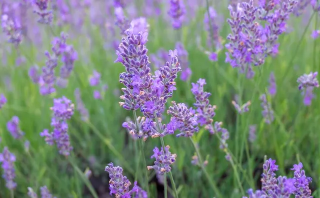 Il fascino della lavanda è inconfondibile, così come il suo profumo - foto LM