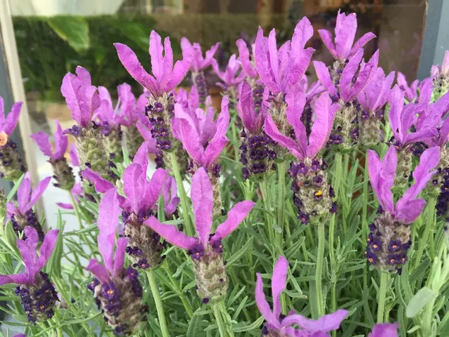  Le spighe di Lavandula stoechas sono meno profumate ma più appariscenti – foto dell’autrice