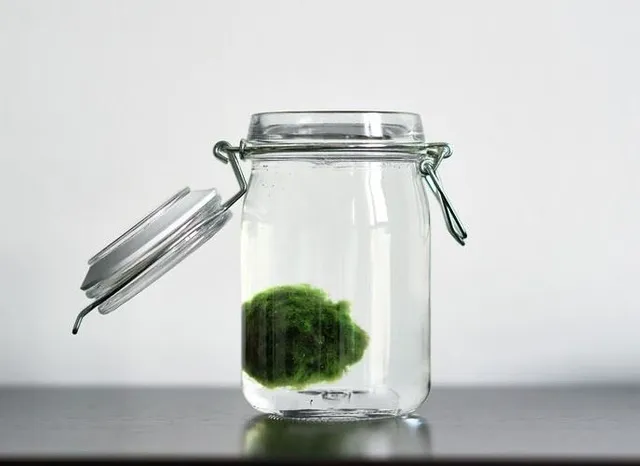 Non farti mancare un'alga palla, o Marimo! - foto Leroy Merlin